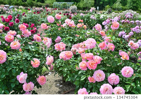 長岡丘陵公園玫瑰園（新潟縣） 134745304