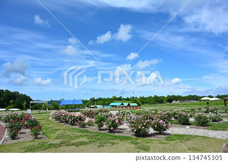 長岡丘陵公園玫瑰園（新潟縣） 134745305