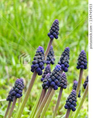 Muscari armeniacum, ornamental spring flowers, bloom in an early spring. Grape hyacinth Armeniacum, flowering blue plants in spring garden. Muscari armeniacum, ornamental spring flowers, bloom in an early spring. Grape hyacinth Armeniacum, flowering blue plants in spring garden. 134745453