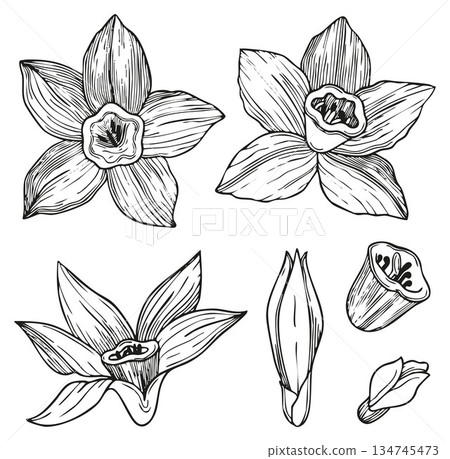 Hand-drawn graphic illustration of vanilla flowers and buns on white background 134745473