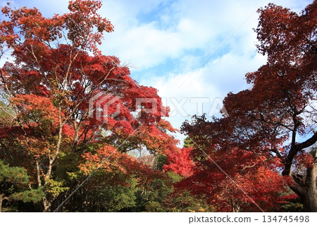 秋天天空和秋葉 秋天天空和秋葉 134745498
