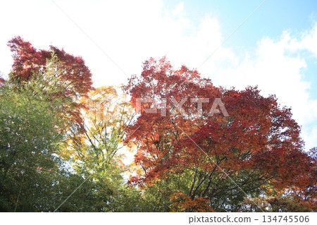 與藍色葉子和藍天的Momiji 134745506