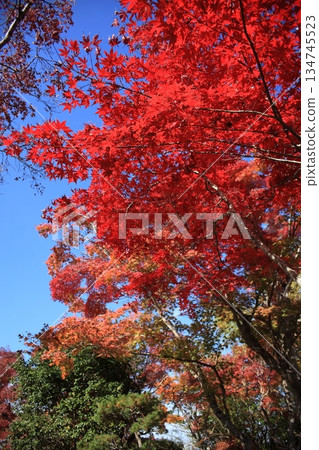 Autumn sky and autumn leaves 134745523