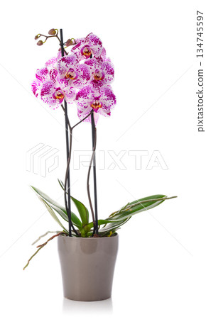 Beautiful pink orchid flower growing in flower pot Beautiful pink orchid flower growing in flower pot 134745597