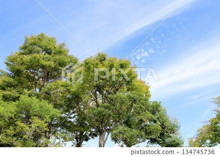 Colored Zelkova leaves and autumn sky Colored Zelkova leaves and autumn sky 134745736