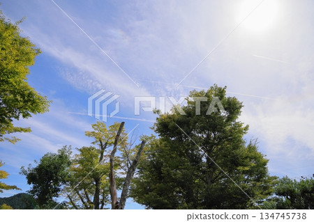 Zelkova leaves changing color 134745738