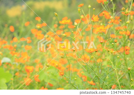明黃色的波斯菊花 明黃色的波斯菊花 134745740