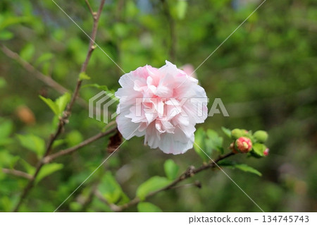 可愛的重瓣木槿 可愛的重瓣木槿 134745743