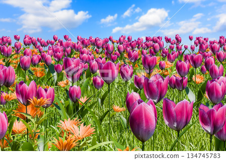 清新春天的畫面 134745783