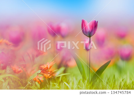 A refreshing image of spring A refreshing image of spring 134745784