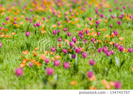 A refreshing image of spring A refreshing image of spring 134745787