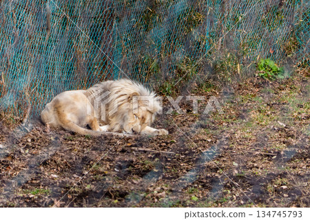 那須野生動物園的雄性白獅 那須野生動物園的雄性白獅 134745793