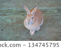 與兔子互動 134745795