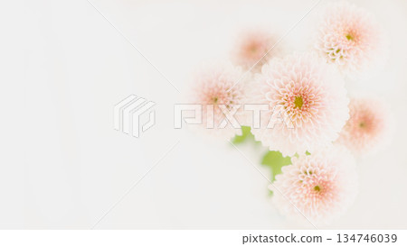 Soft and fluffy pink chrysanthemum flowers Soft and fluffy pink chrysanthemum flowers 134746039