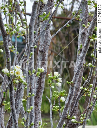 Chinese plum or Prunus salicina blossoms in an early spring. Blurred background Chinese plum or Prunus salicina blossoms in an early spring. Blurred background 134746122