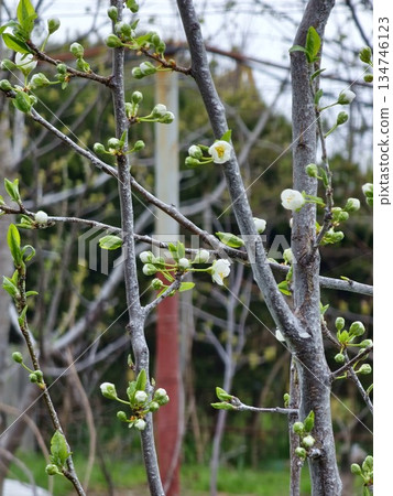 Chinese plum or Prunus salicina blossoms in the early spring. Blurred background Chinese plum or Prunus salicina blossoms in the early spring. Blurred background 134746123