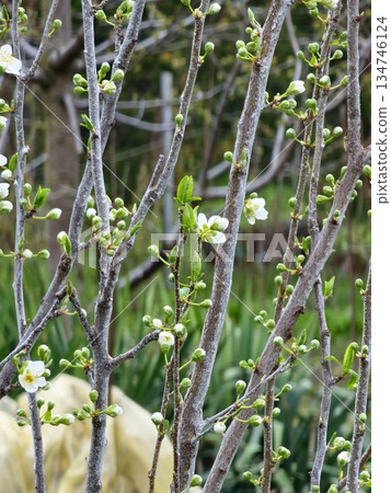 Chinese plum or Prunus salicina blossoms in early spring Chinese plum or Prunus salicina blossoms in early spring 134746124