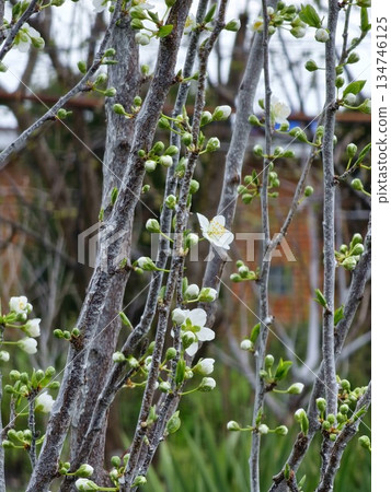 Chinese plum or Prunus salicina blossoms in early spring. Blurred background Chinese plum or Prunus salicina blossoms in early spring. Blurred background 134746125