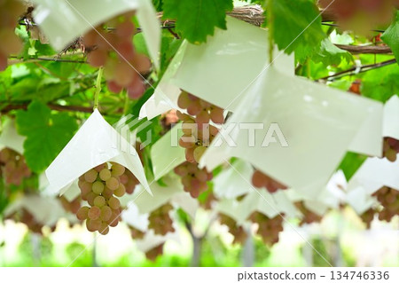 來自白根葡萄園（新潟縣）的葡萄 134746336