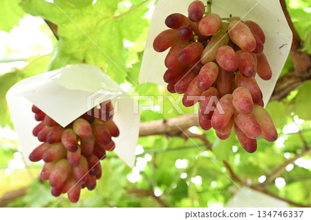 來自白根葡萄園（新潟縣）的葡萄 134746337
