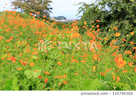 明黃色的波斯菊花 134746368