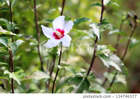 Refreshing flower of Mukuge Refreshing flower of Mukuge 134746377