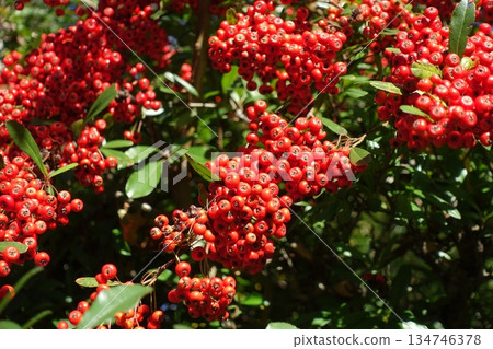 Pilacansa's red fruit 134746378