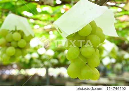 Muscat grapes grown at Shirane Grape Garden (Minami Ward, Niigata City, Niigata Prefecture) Muscat grapes grown at Shirane Grape Garden (Minami Ward, Niigata City, Niigata Prefecture) 134746392