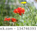 Beautiful flowering Buttercup or ranunculus (lat. - Ranunculus) 134746393