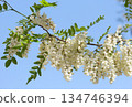 Black locust (lat.- Robinia pseudoacacia) 134746394