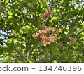 Red Horse Chestnut (lat.- Aesculus x carnea Briotii) 134746396