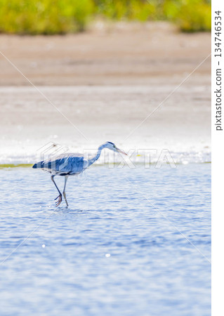 Gray heron Gray heron 134746534