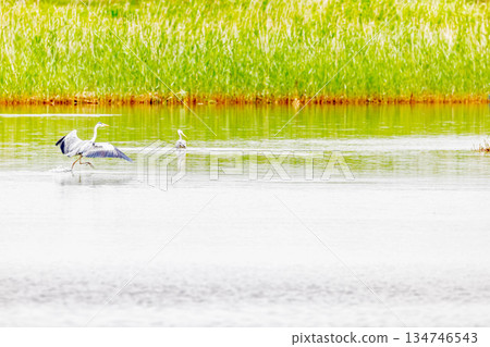 Gray heron Gray heron 134746543