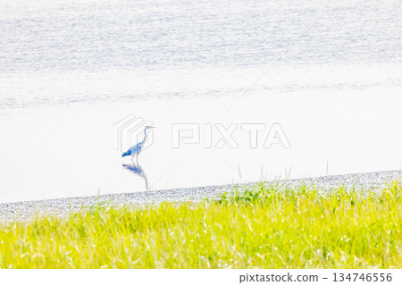 Gray heron Gray heron 134746556