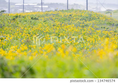 Ezokisuge Ezokisuge 134746574