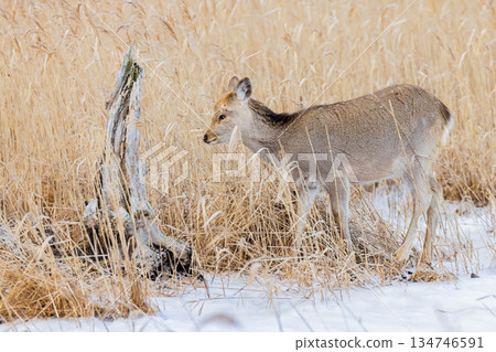 Ezo deer Ezo deer 134746591
