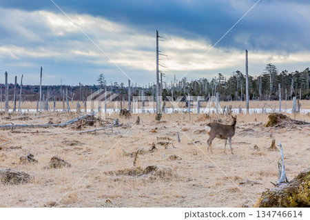 Ezo deer Ezo deer 134746614