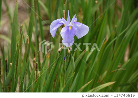 Light purple iris 2 Light purple iris 2 134746619