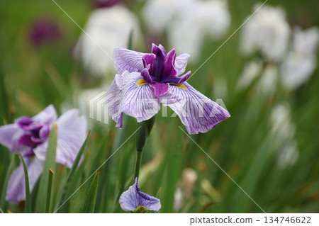 Iris chinensis, three-stranded thread 3 Iris chinensis, three-stranded thread 3 134746622