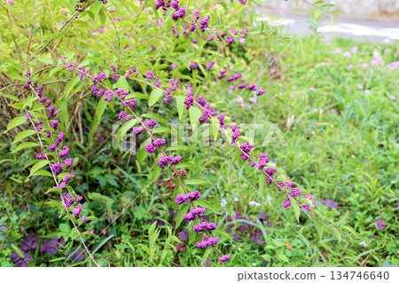 Refreshing Purple Cherry Blossom Fruit Refreshing Purple Cherry Blossom Fruit 134746640