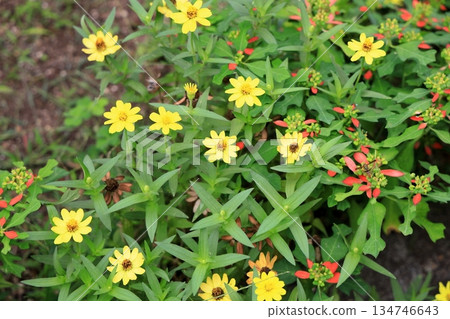 Cute zinnia flower Cute zinnia flower 134746643