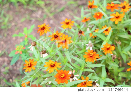 可愛的百日菊花 可愛的百日菊花 134746644