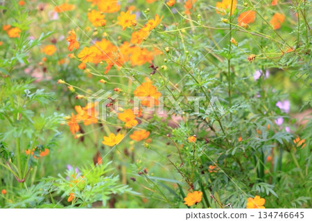 明黃色的波斯菊花 134746645