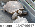 非洲鞭龜 134746647