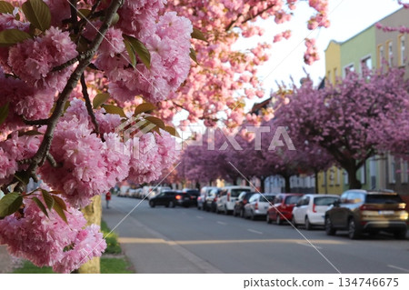 Blossoming Cherry Street in the city in spring Blossoming Cherry Street in the city in spring 134746675