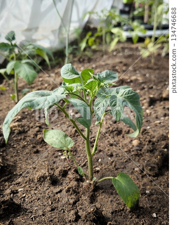 Young tomato seedling in a greenhouse 134746688