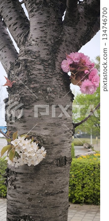 Multicolored cherry tree trunk, pink and white flowers in spring Multicolored cherry tree trunk, pink and white flowers in spring 134746700