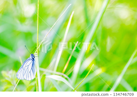 菜粉蝶 134746709