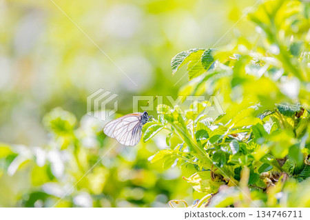 Pieris cabbage butterfly 134746711