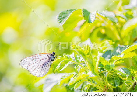 Pieris cabbage butterfly Pieris cabbage butterfly 134746712